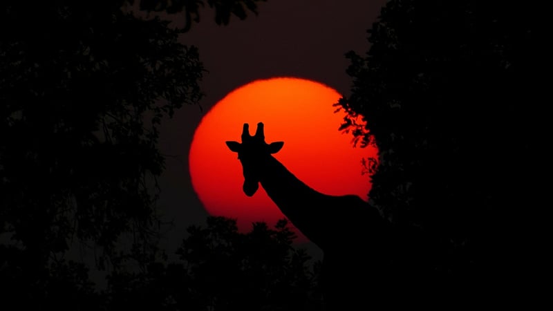 Time Safari Adventures