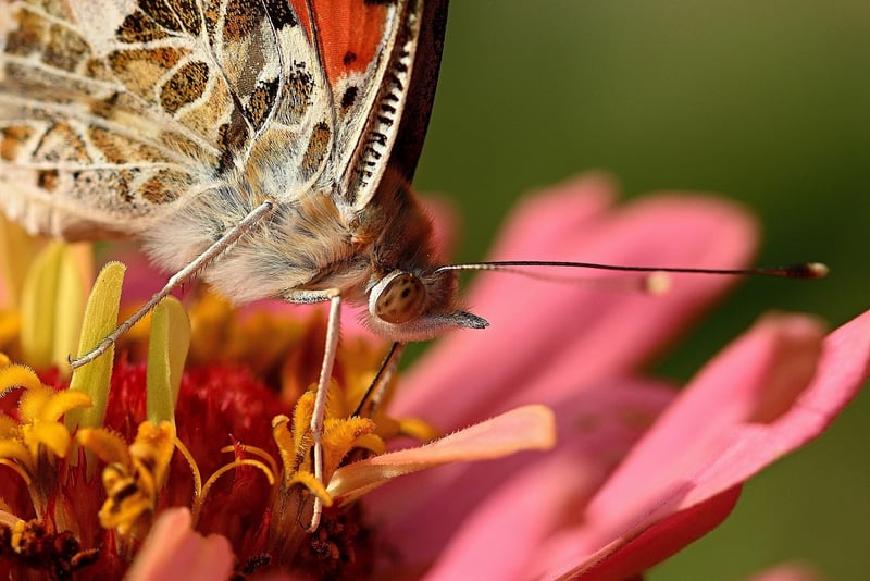 The Butterfly Effect